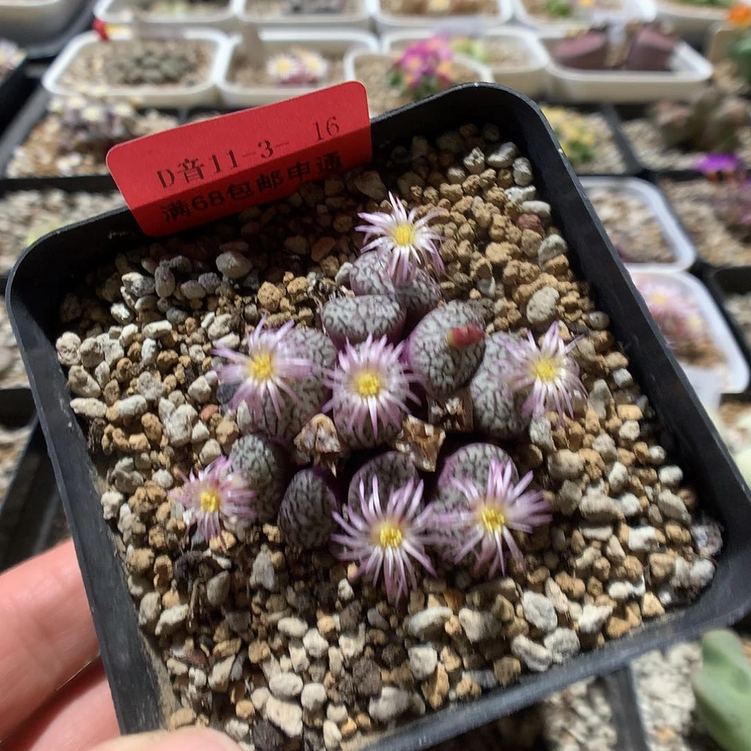 11-3-16    安贞杂1群