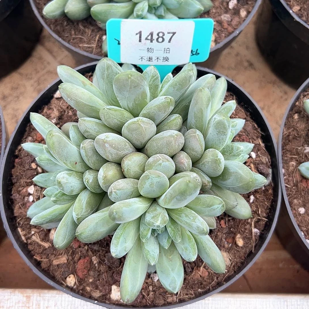 大*狮森林之心群1478号