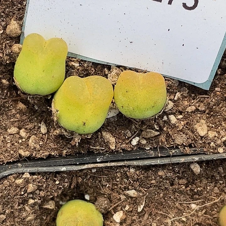 11-175毛毛多肉植物