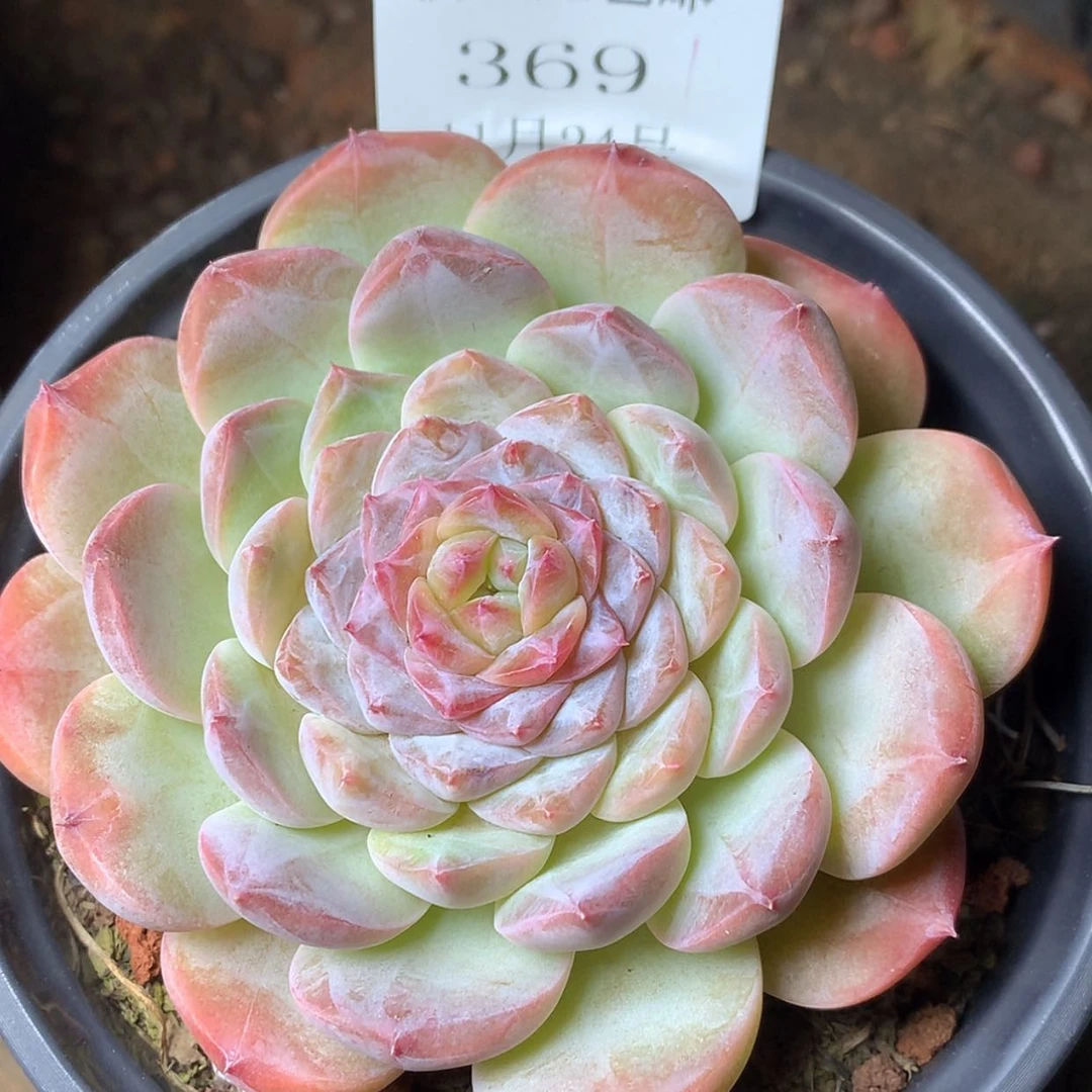 【闪购商品】云369号