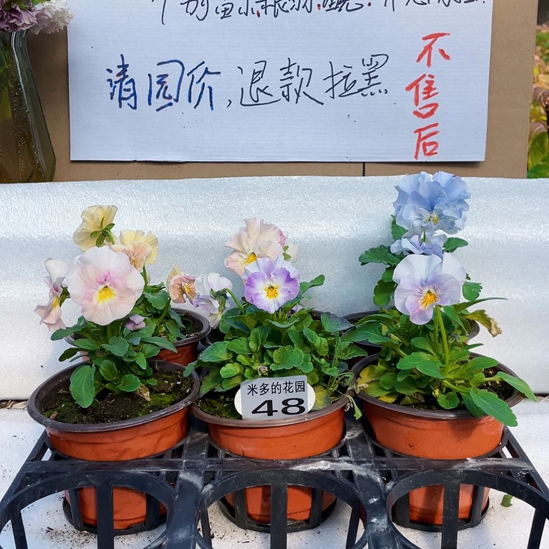 大部分花苞少量开放48