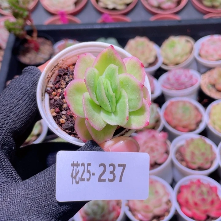 花利美25-237冰玫瑰锦