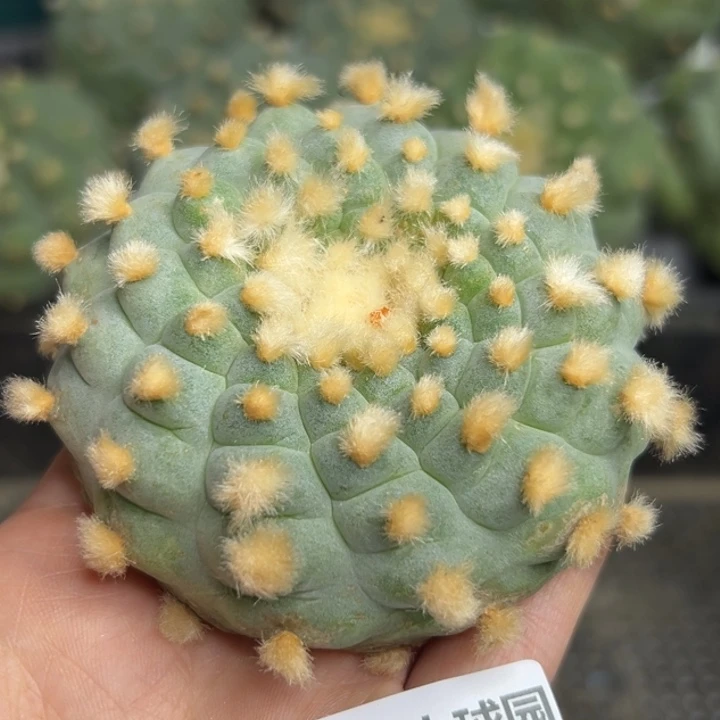 愛*745 仙人球的故事是