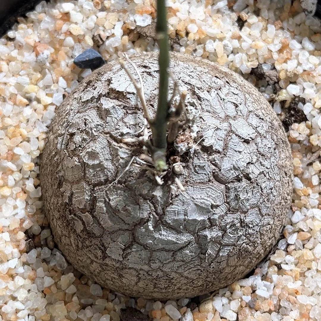 潮流植物 龟甲龙 白皮 荔枝纹