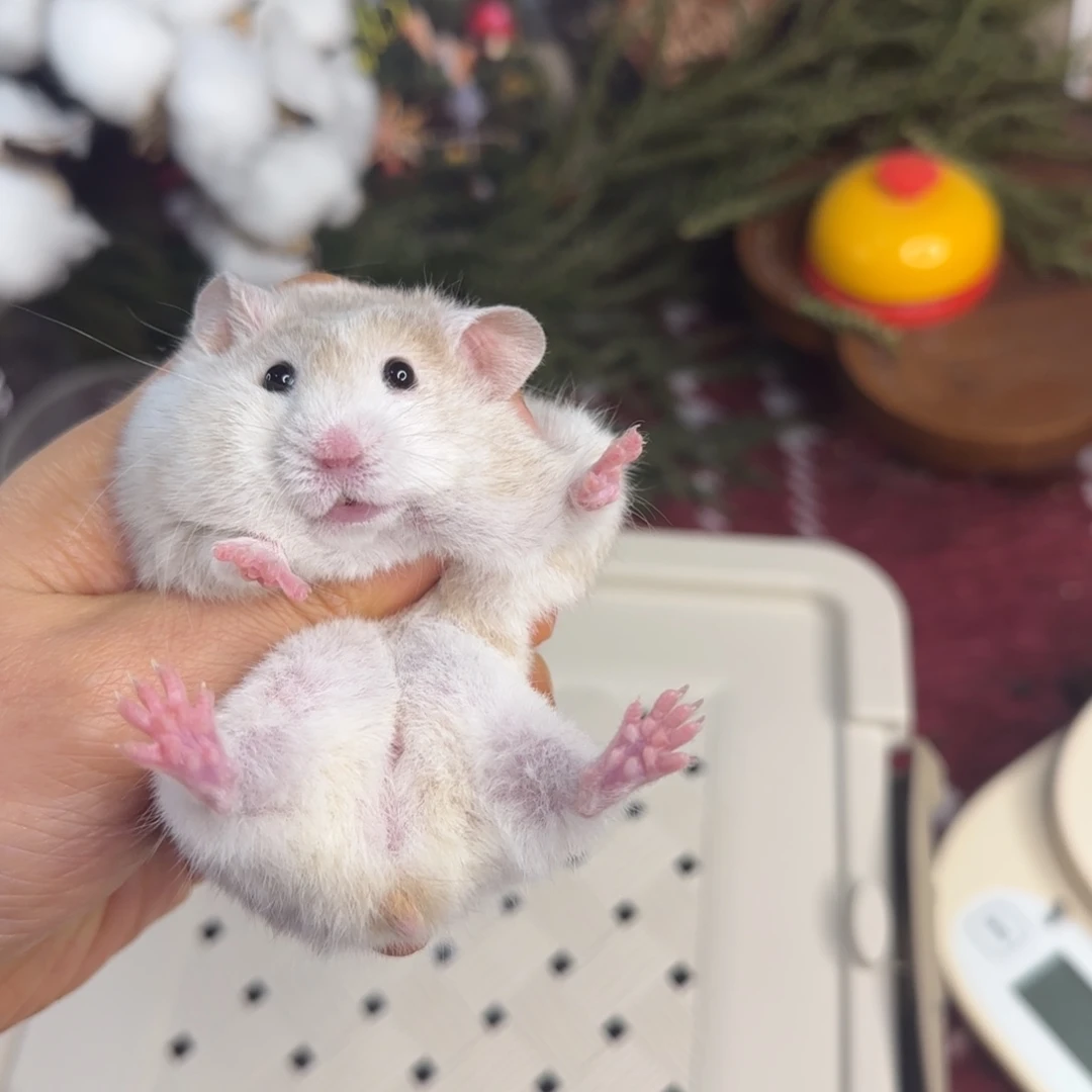 巧波弟弟12.02生日