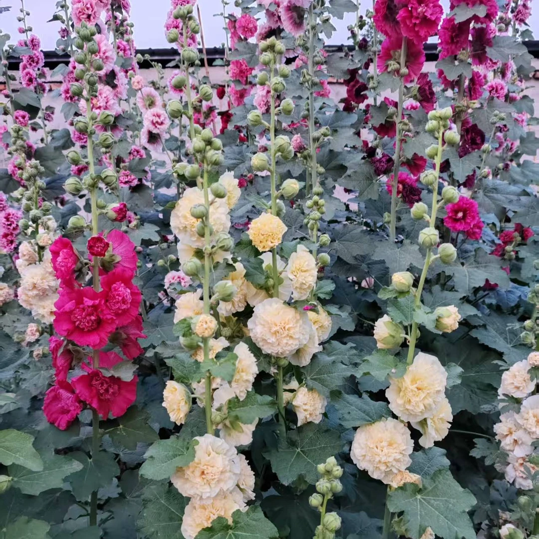 重瓣蜀葵三个品种