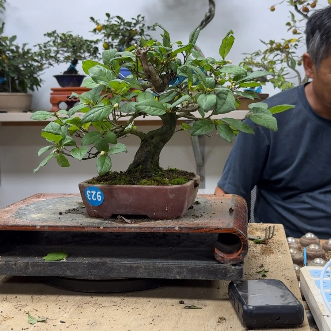 大***皮无花朵923公鸭。顺丰到付