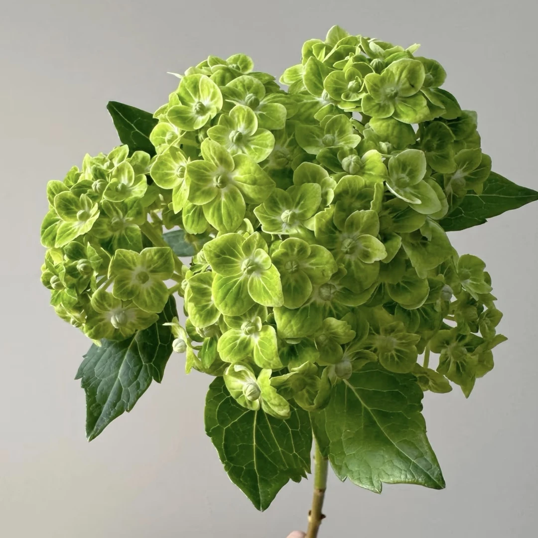 【绿绣球1枝】顺丰冷链包邮 脱水发货 先醒花再售后  包包卖花