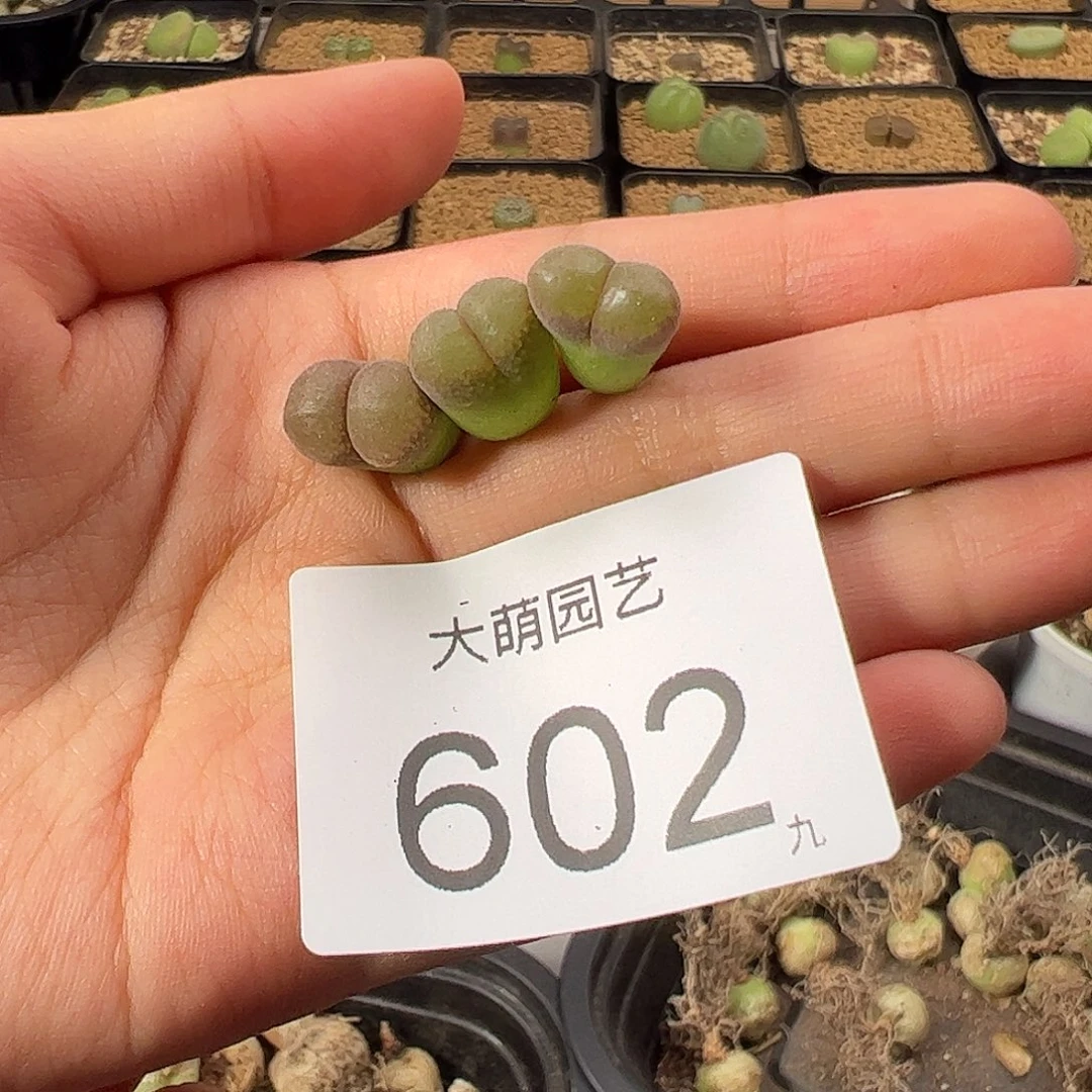 一物一拍             602