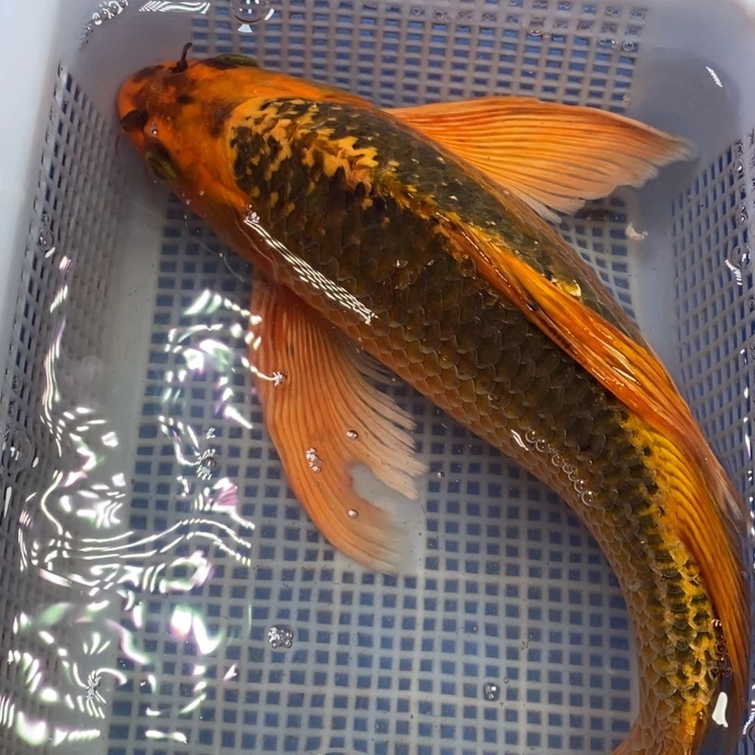 锦鲤冷水锦鲤包邮