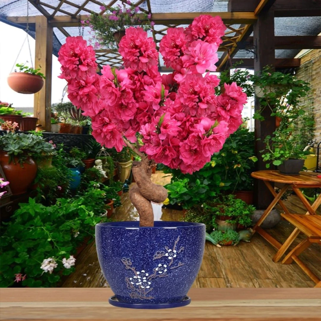 中华寿星桃梅盆栽八年老桩带花苞造型盆景冬季开花耐寒好养活花卉