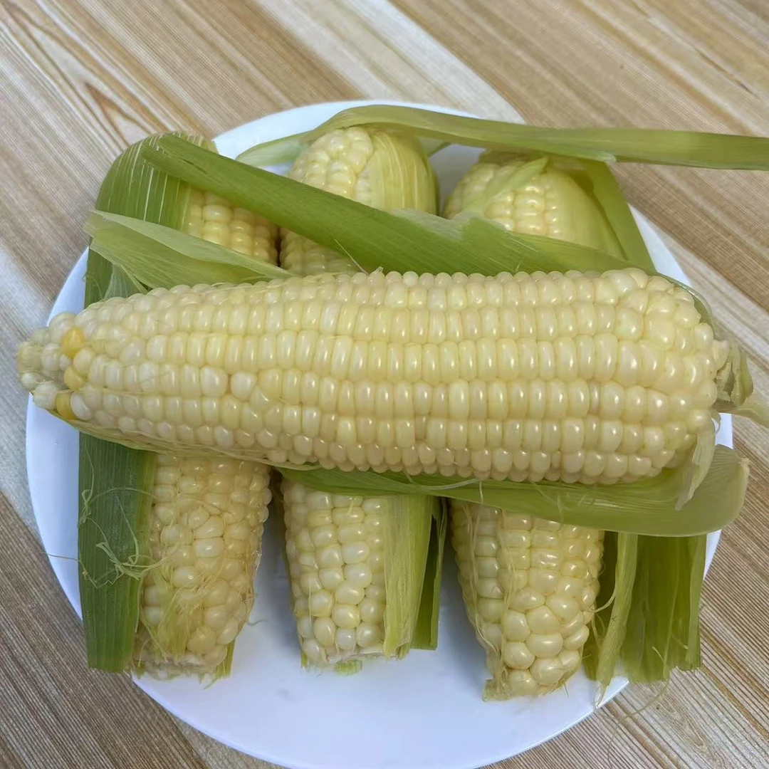 农科糯336粘糯鲜食玉米农家自种自然成熟现采现发顺丰包邮