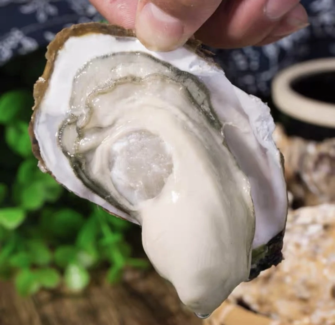 连云港发货   三倍体生蚝   5斤/10斤 海鲜 牡蛎 生鲜