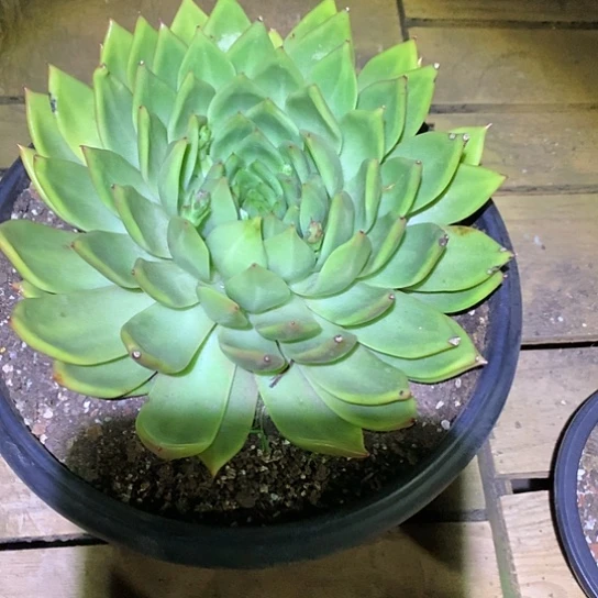 F***B美肉特价活动开始啦