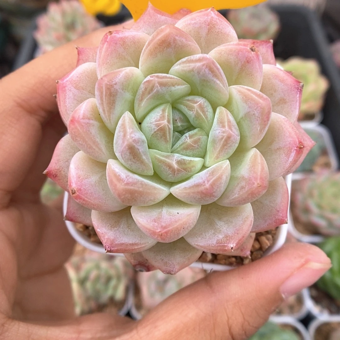 透心珍妮450号。