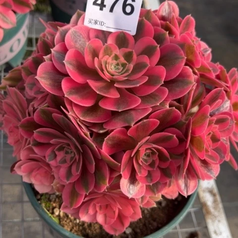 用****8476女巫22厘米左右