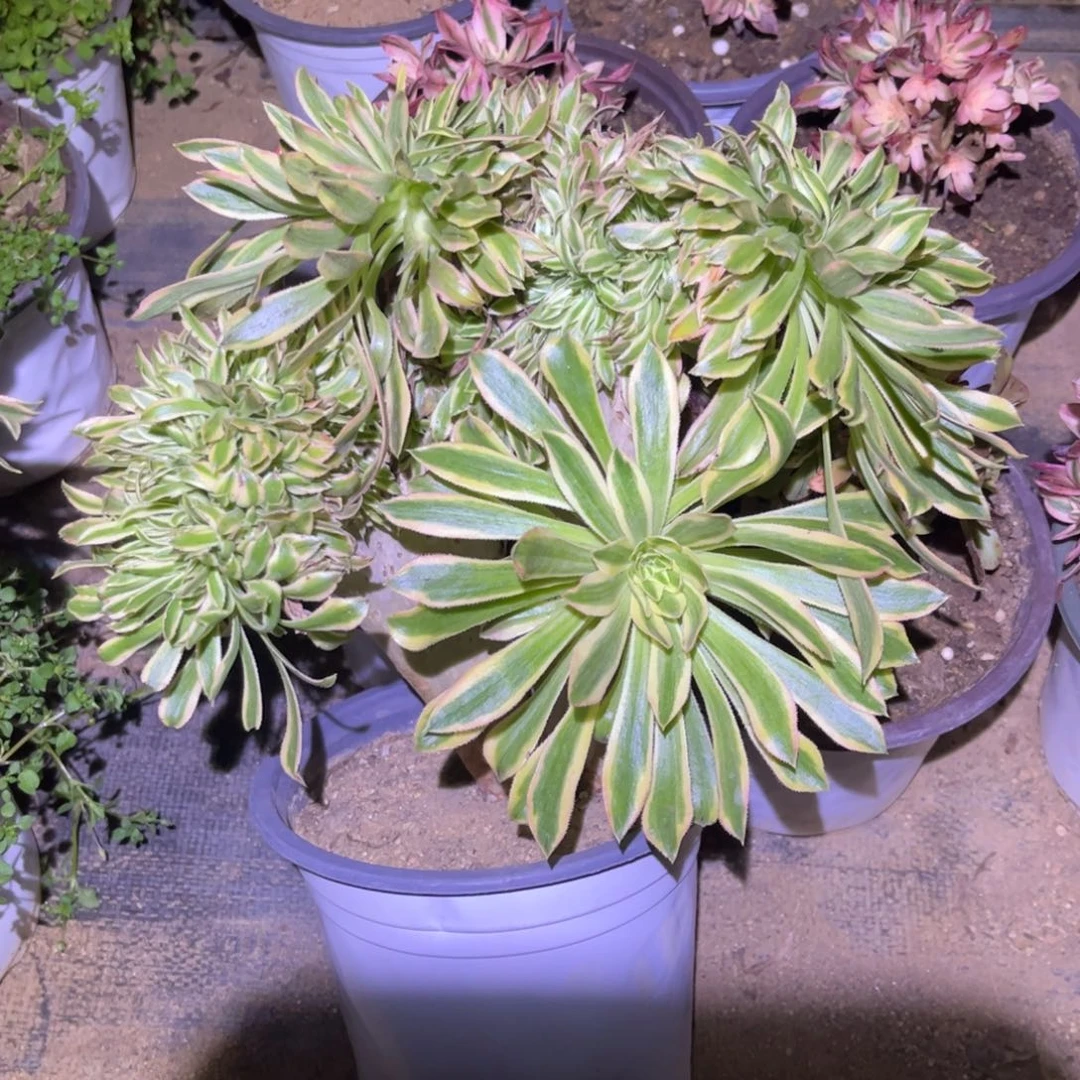 100多肉植物夕颜缀化