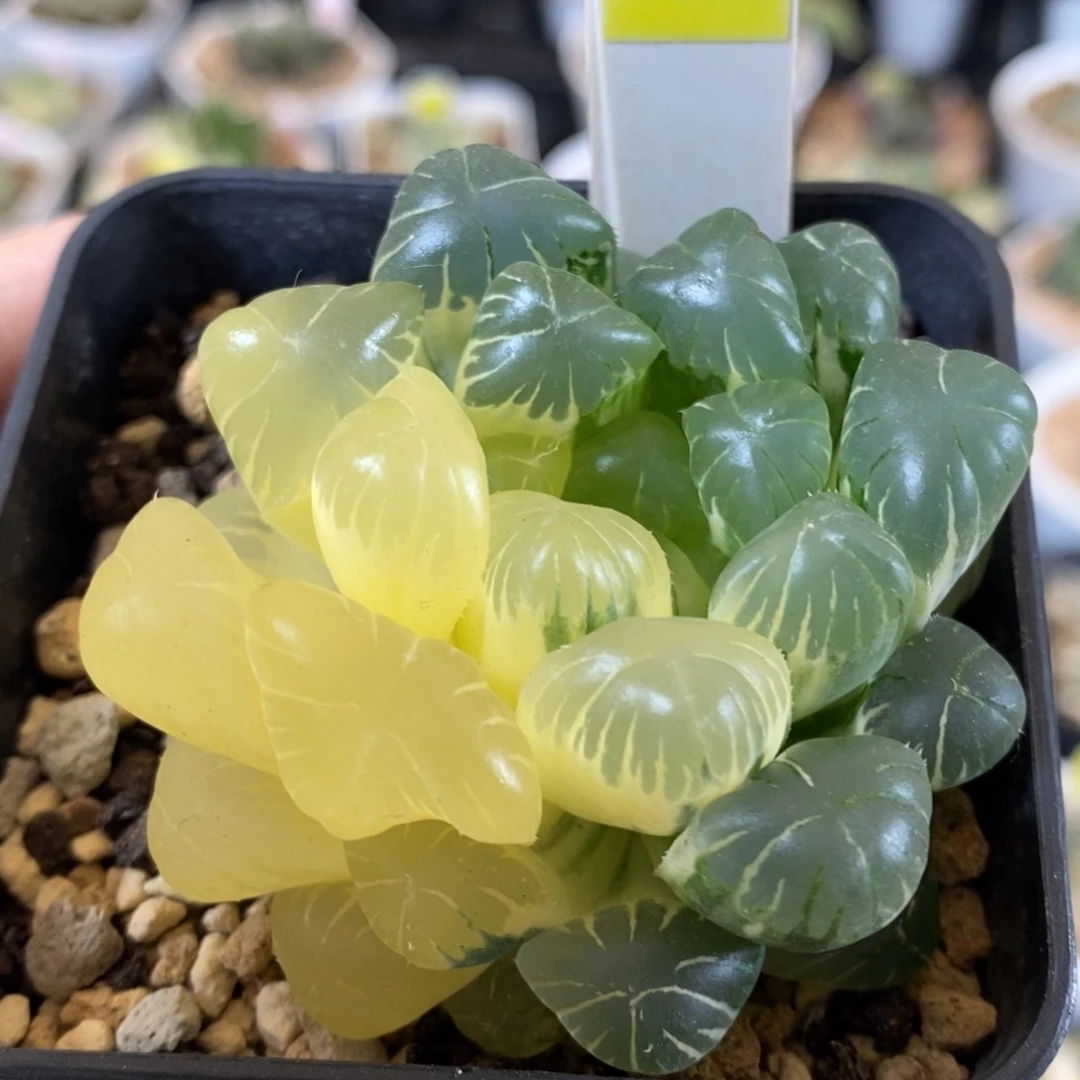 168号实生玉露锦带盆