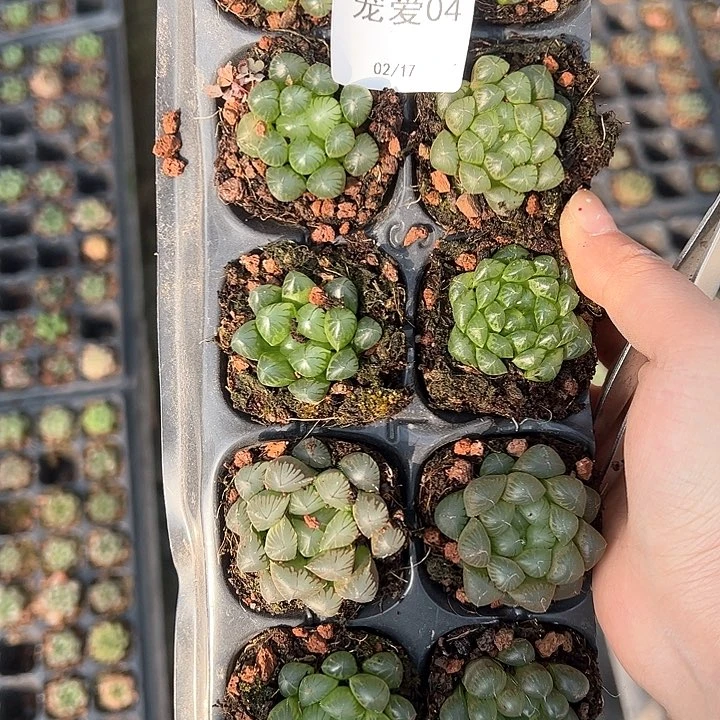 直播福利一物一拍04