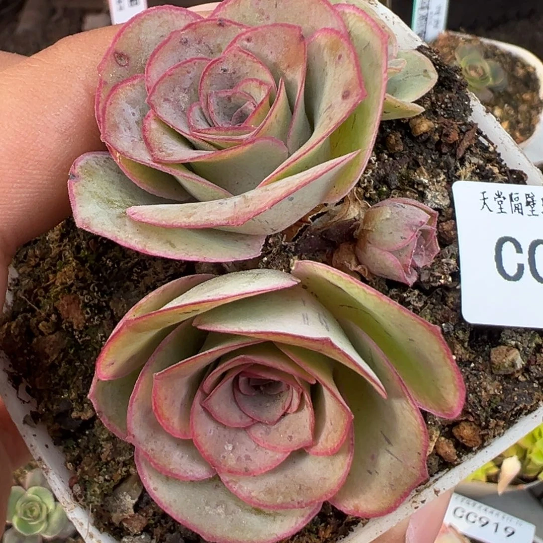 无**.陈陈922山地玫瑰多肉