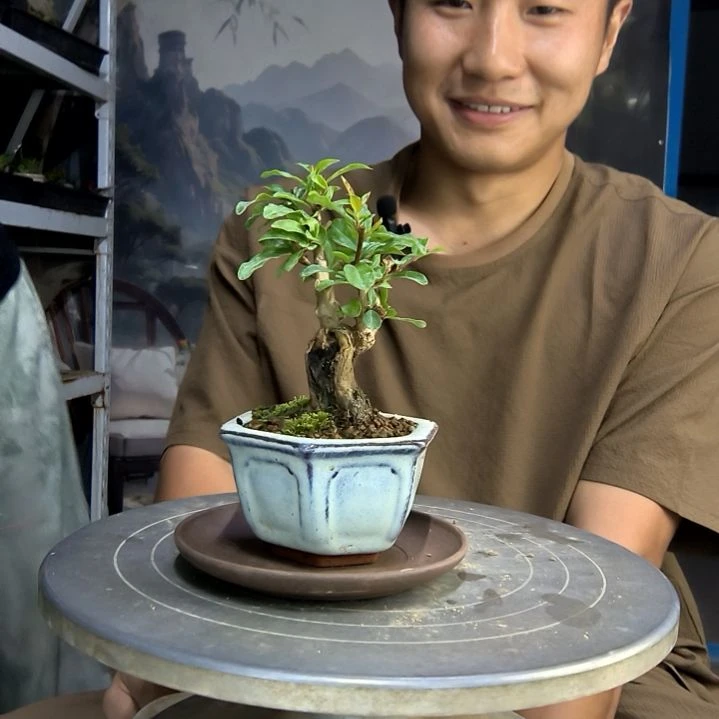 小**碟中青园艺一物一拍276