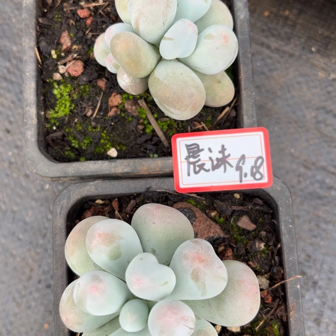 ****沫米可奶单头晨沫专拍9.18