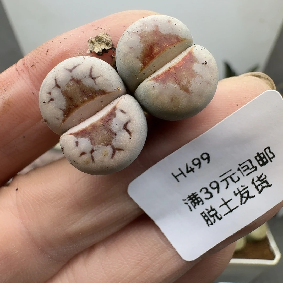 499多肉哈哈哈哈哈哈
