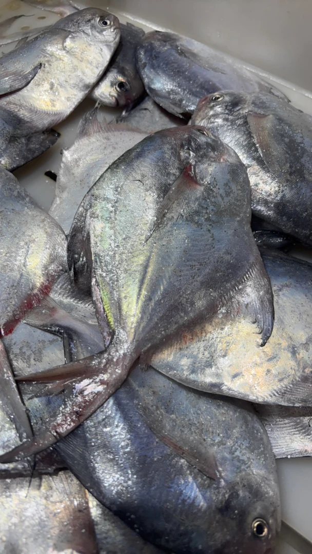 （孙娟海鲜）小鲳鱼5斤 26条左右  顺丰包邮  大小不一，介意勿拍