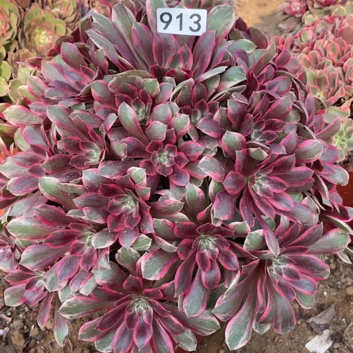 913浣纱多肉植物的