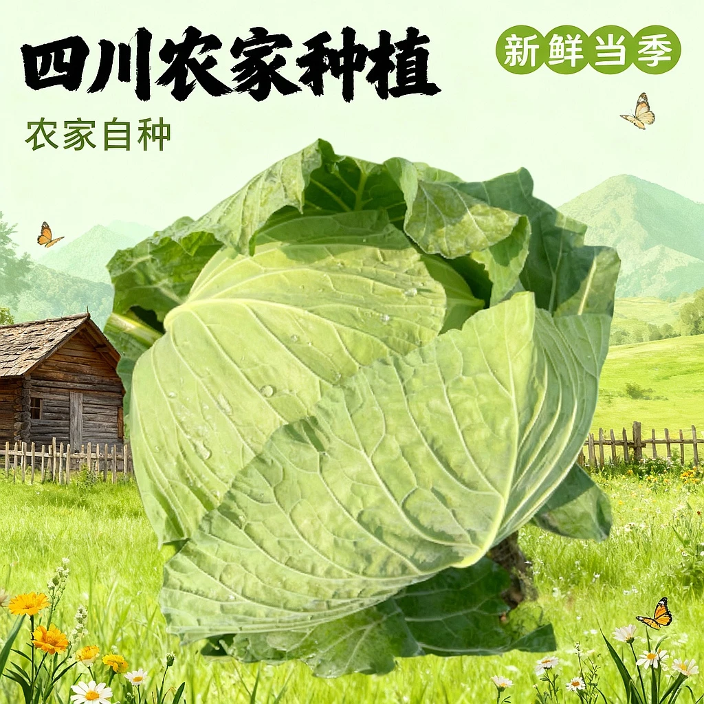 四川农家自种包白菜卷白菜新鲜当季莲花白菜