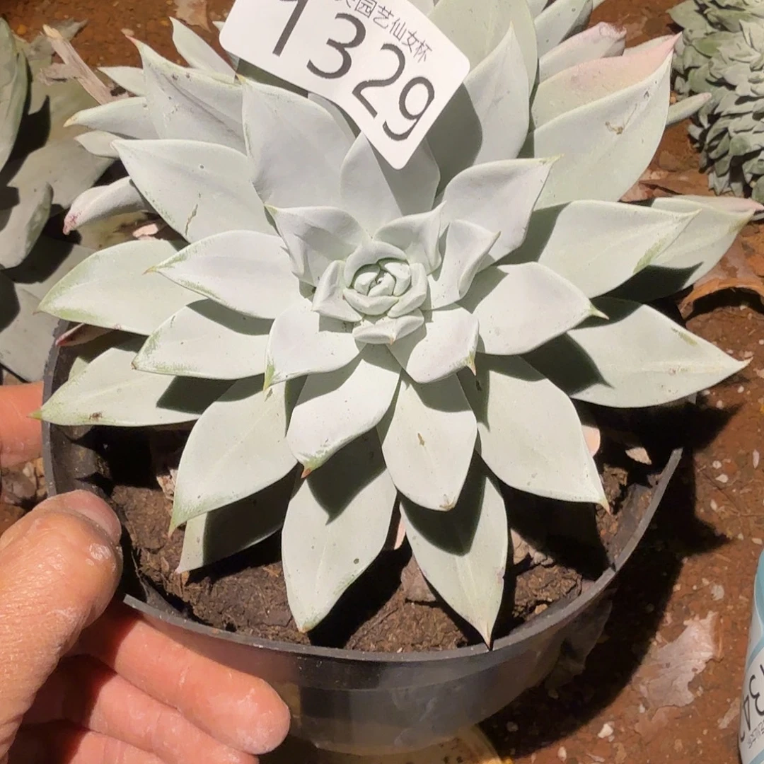 3代杂交仙女杯多肉附体