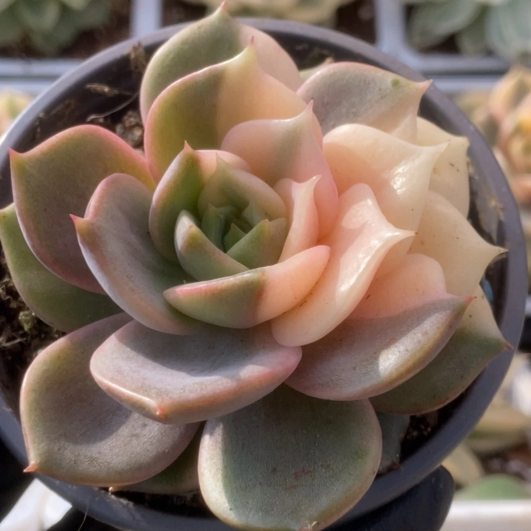 016贝加尔湖锦锦锦锦锦锦