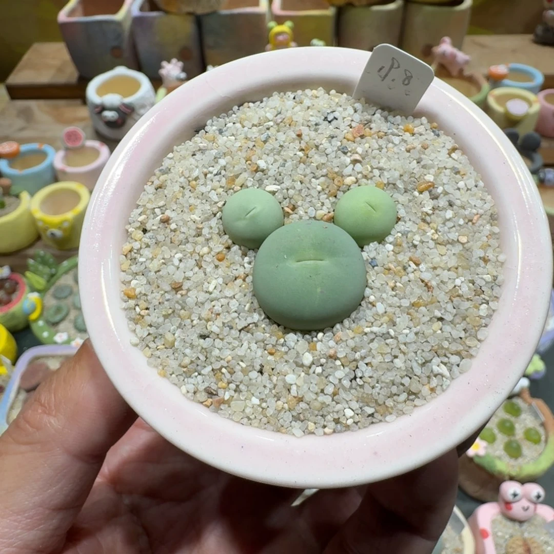 蘑菇1152鸽子蛋多肉植物