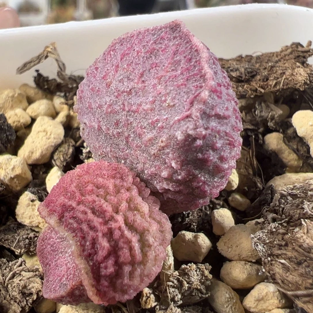 实生底叶苗纹路款多肉植物水泡