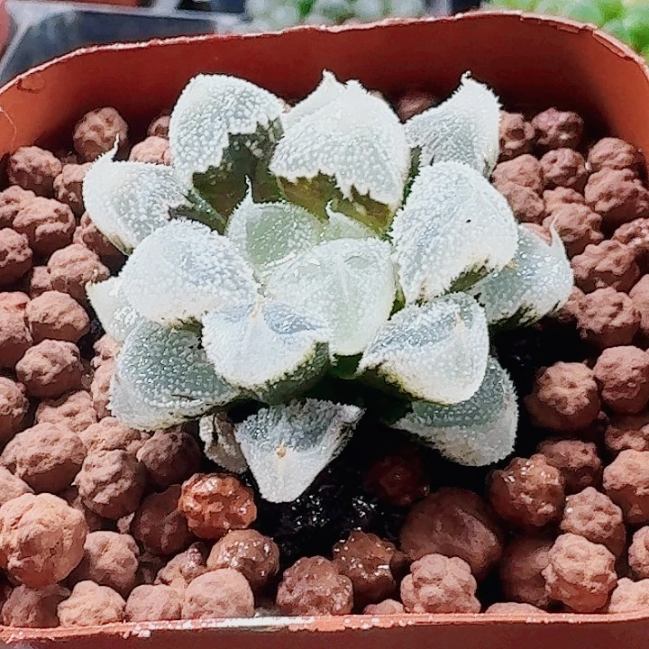 无花朵十二卷全窗白帝城福利