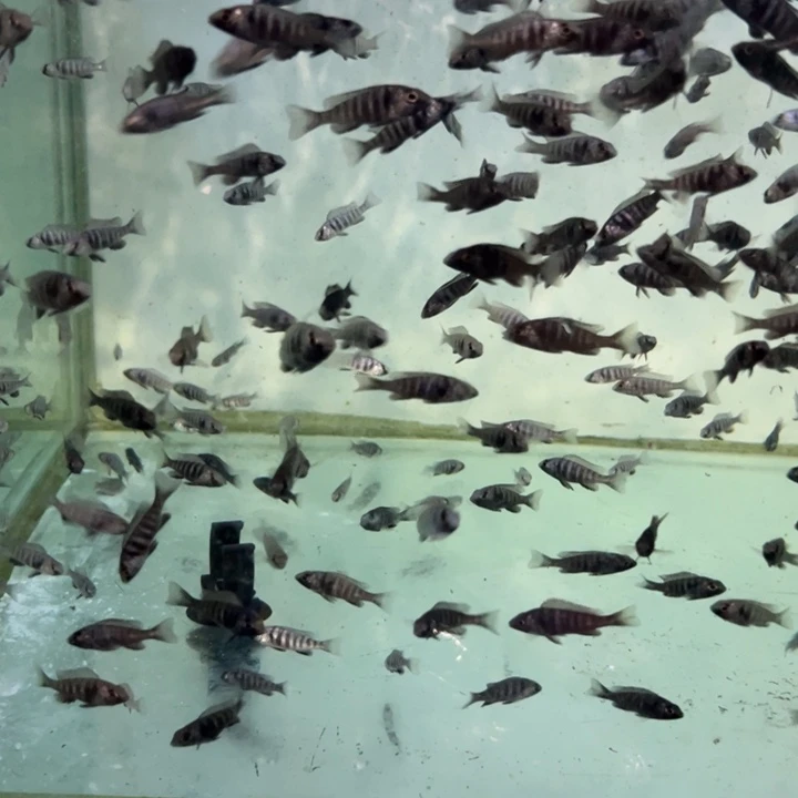 海水鱼三湖慈鲷，热带淡水鱼