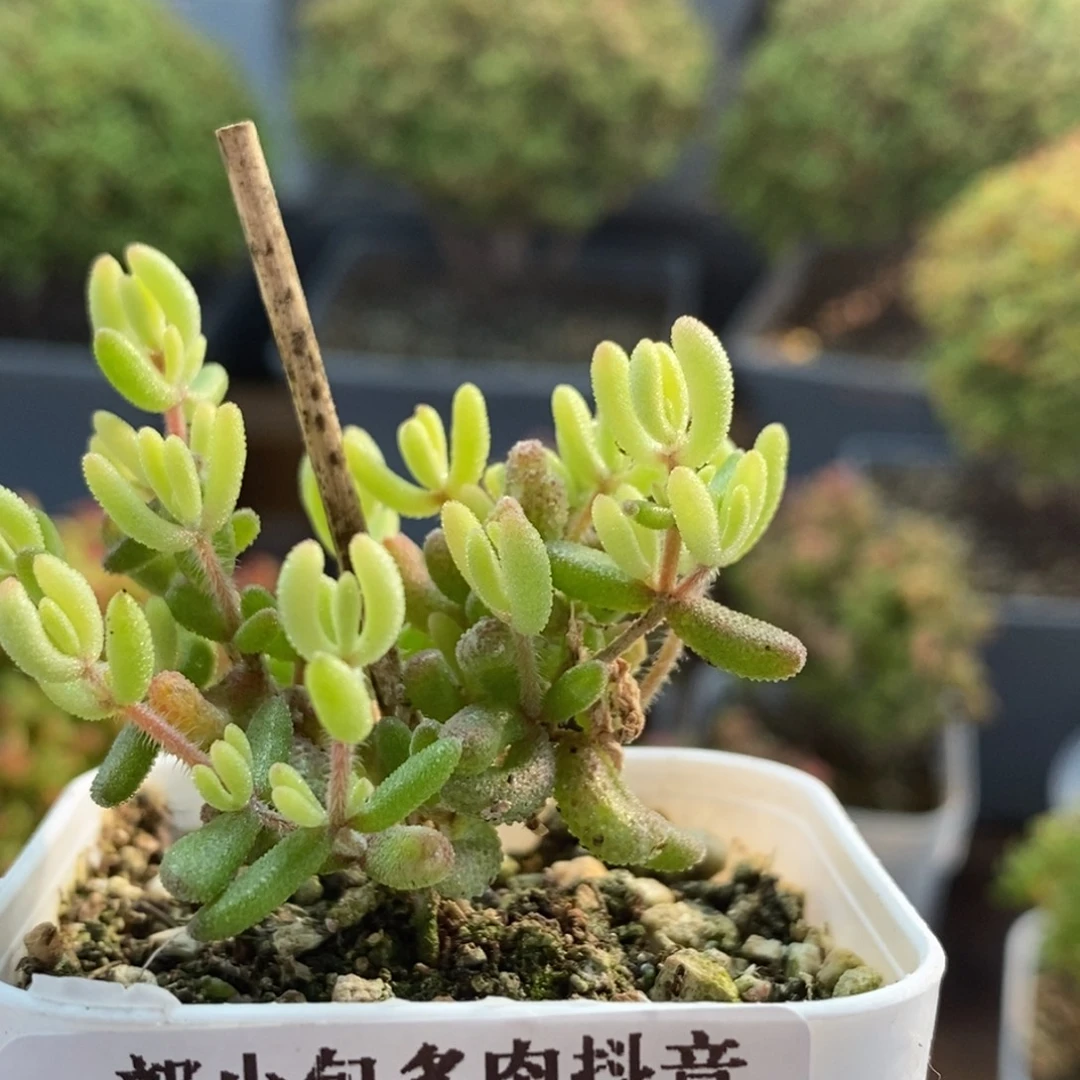 橘***洛红宝石锦0992枝干番杏