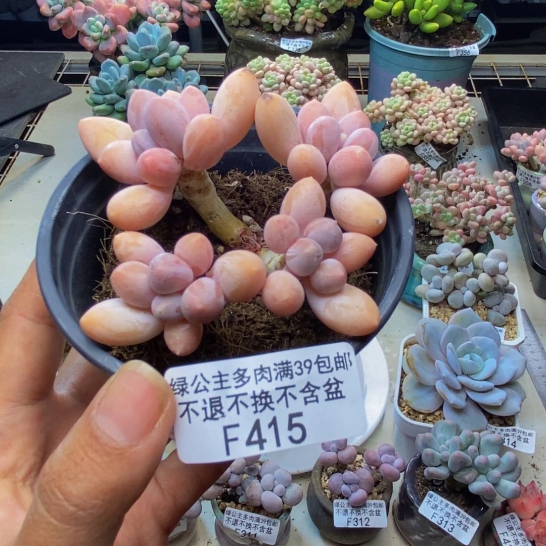 415香水手指奶多肉7c m