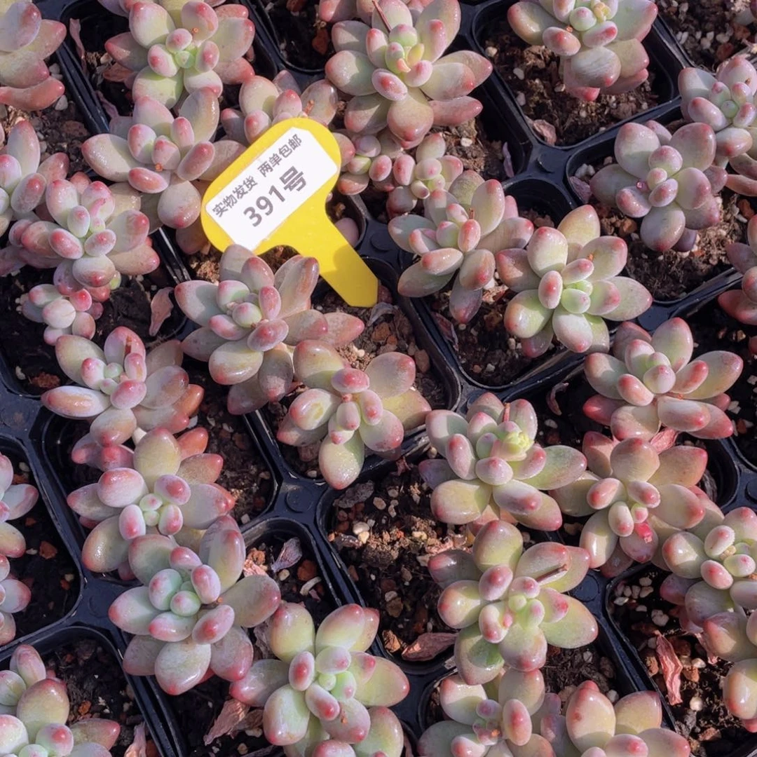 391号韩版苹果奶双头起一个带腿