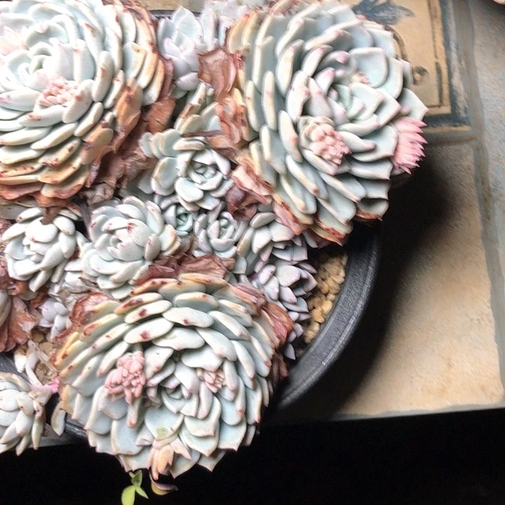 D****y132////////////