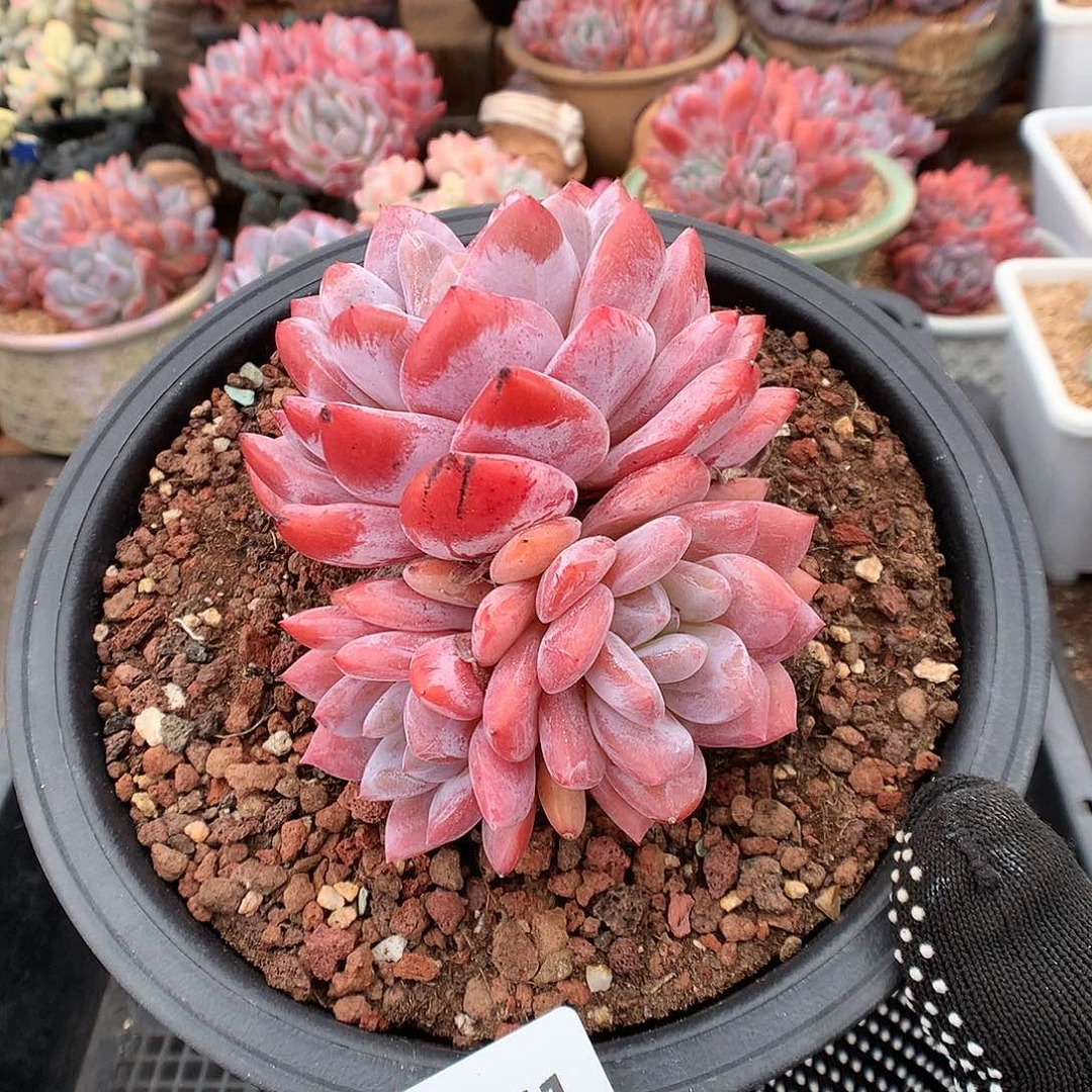 351雪天使多肉植物66666