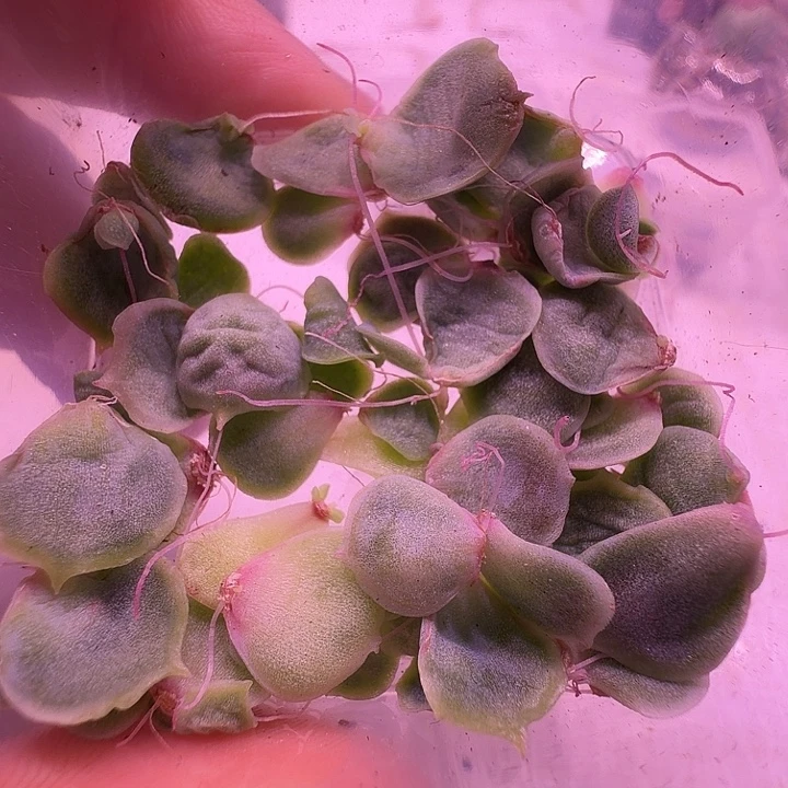 5号，水晶虾饺叶片微瑕疵清，不介意的拍