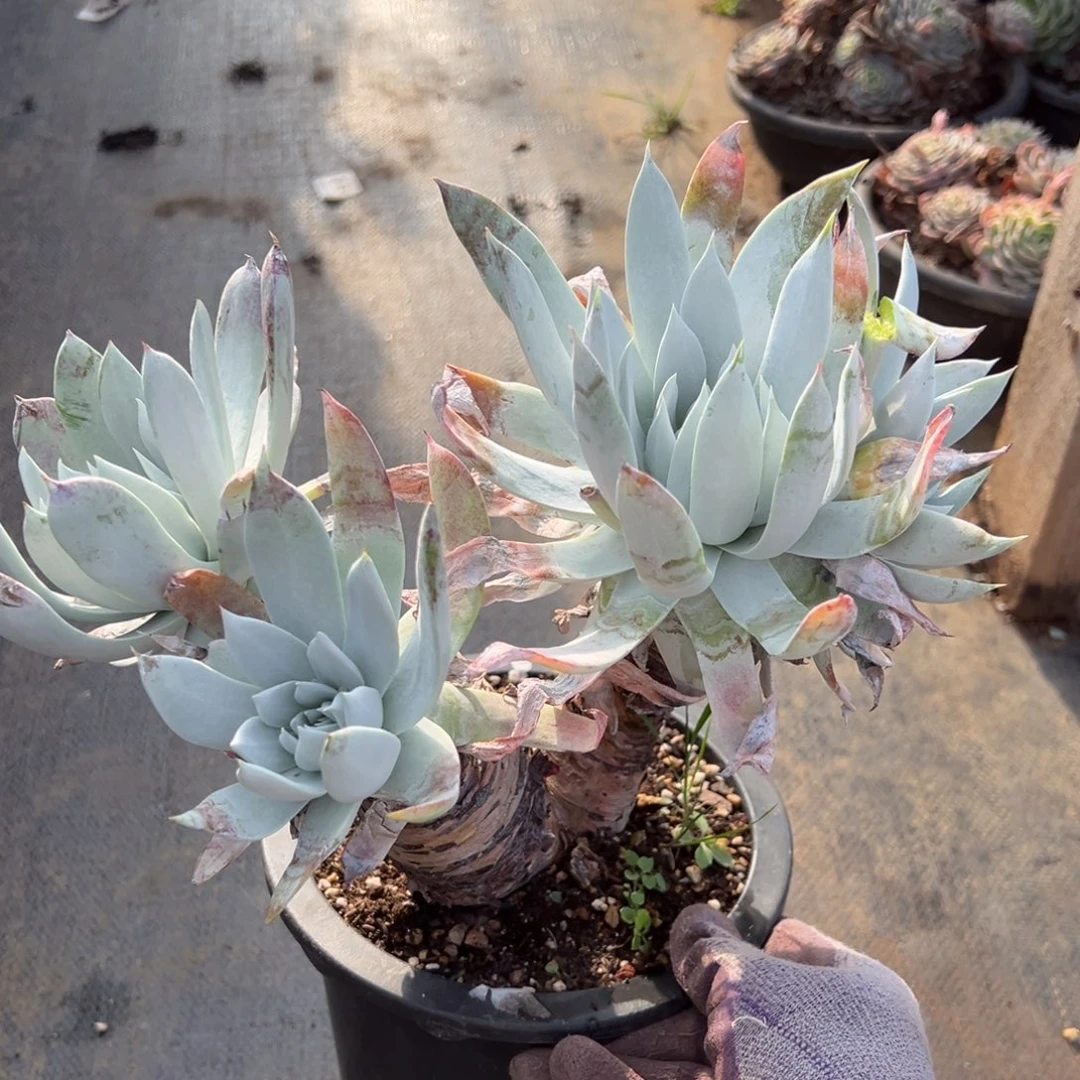 2252瑕疵白衣哈哈哈哈哈哈多肉