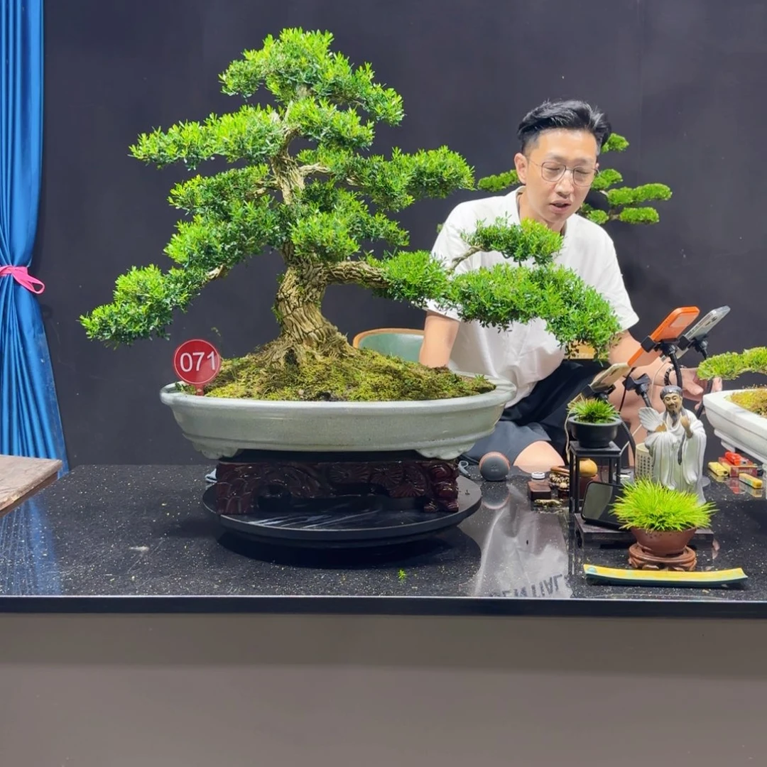 无花朵黄杨室内室外盆景艺术