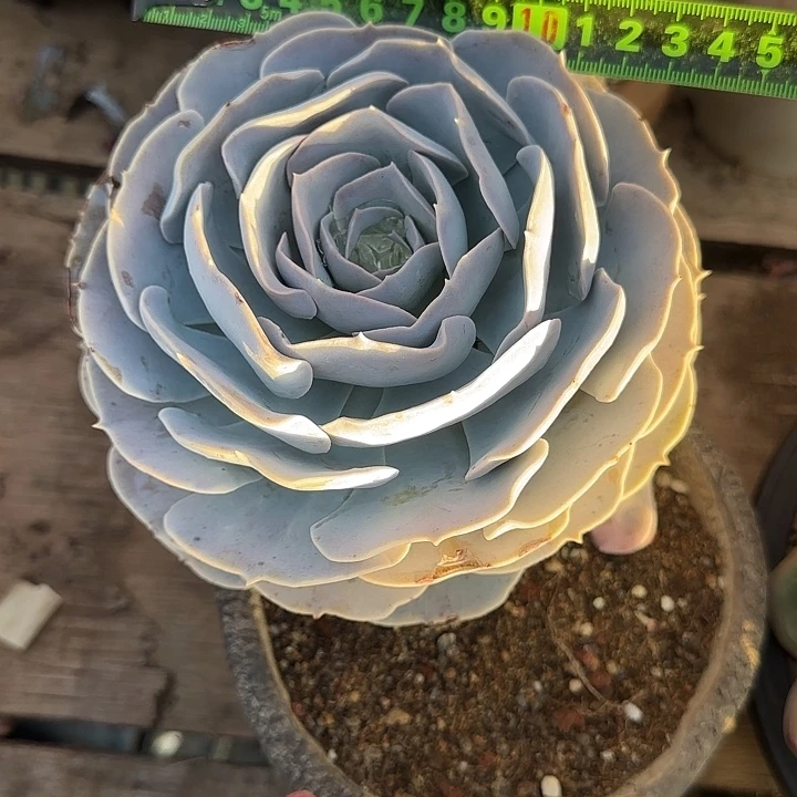 圣卡洛斯102 多肉植物一物一拍