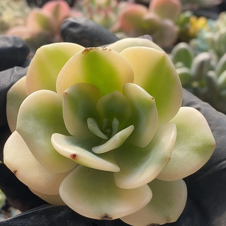 白月光锦无根多肉植物