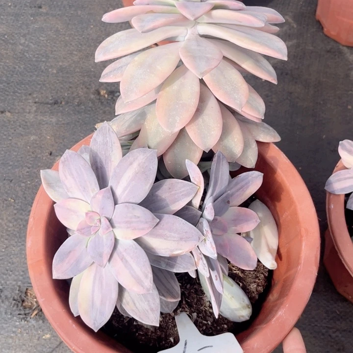 用***子晨语多肉，一物一拍7