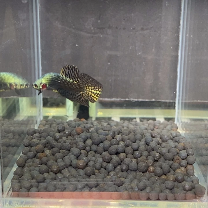 斗鱼泰国斗鱼594号