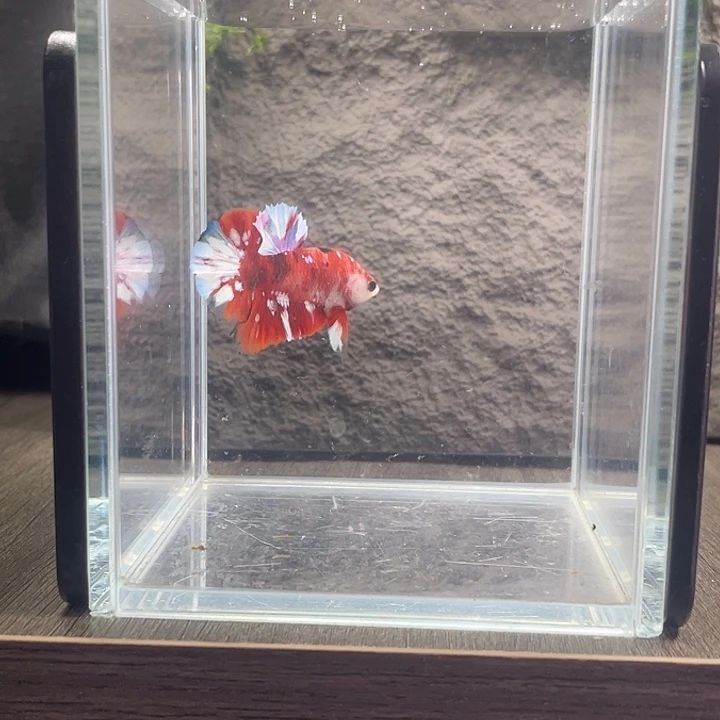 斗鱼听风观赏斗鱼