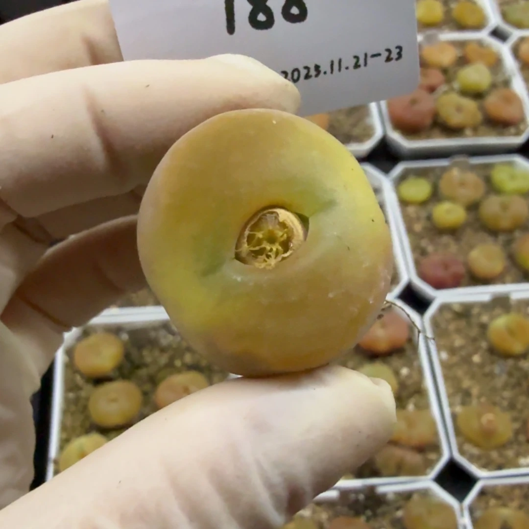 多肉多肉多肉11-188蟠桃1801.1